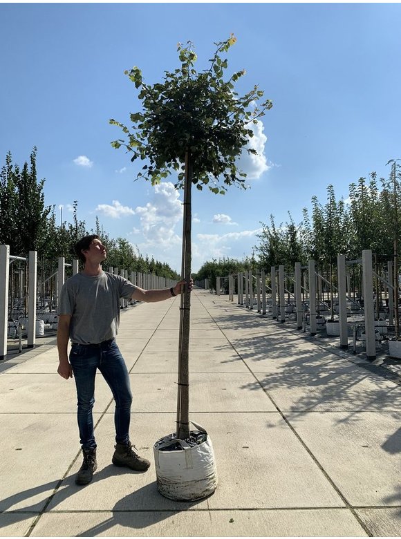 Kugel-Winterlinde 'Green Globe' | Tilia cordata 'Green Globe' Kugel-Winterlinde 'Green Globe' | Tilia cordata 'Green Globe'