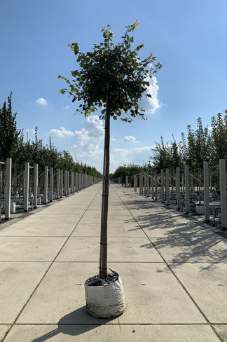 Kugel-Winterlinde 'Green Globe' | Tilia cordata 'Green Globe'