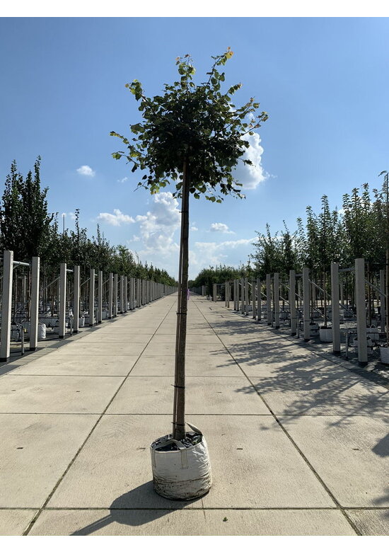 Kugel-Winterlinde 'Green Globe' | Tilia cordata 'Green Globe'