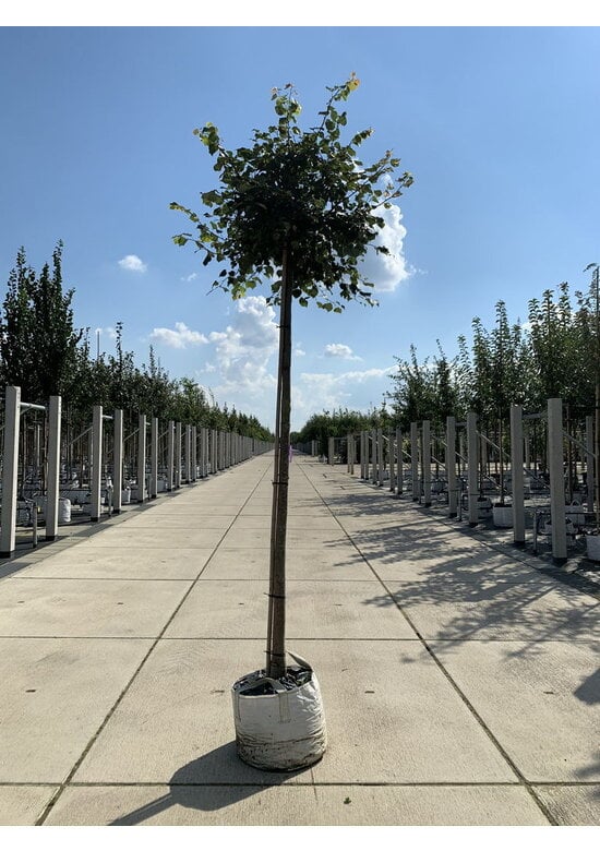 Kugel-Winterlinde 'Green Globe' | Tilia cordata 'Green Globe'