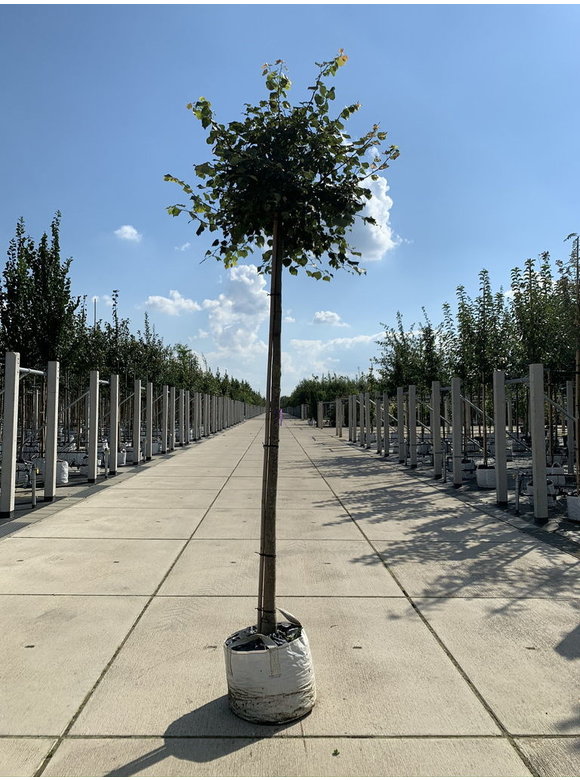 Kugel-Winterlinde 'Green Globe' | Tilia cordata 'Green Globe' Kugel-Winterlinde 'Green Globe' | Tilia cordata 'Green Globe'