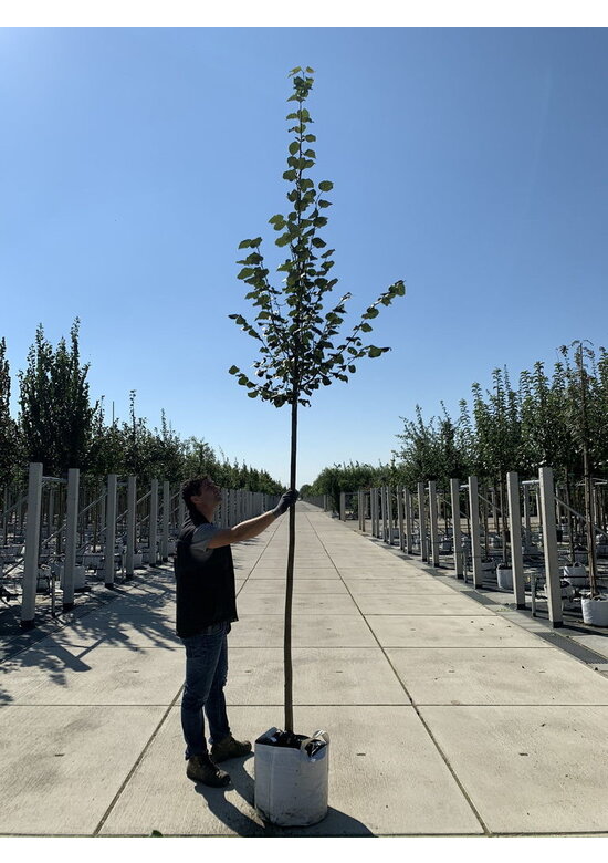 Amerikanische Stadtlinde 'Greenspire' | Tilia cordata 'Greenspire'