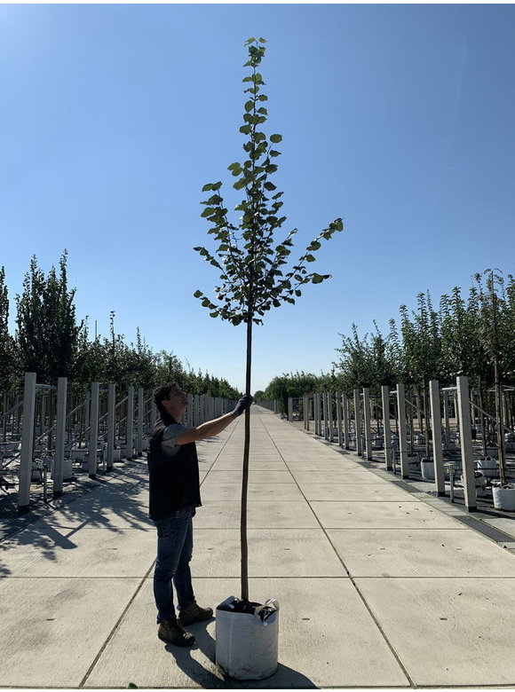 Amerikanische Stadtlinde 'Greenspire' | Tilia cordata 'Greenspire' Amerikanische Stadtlinde 'Greenspire' | Tilia cordata 'Greenspire'