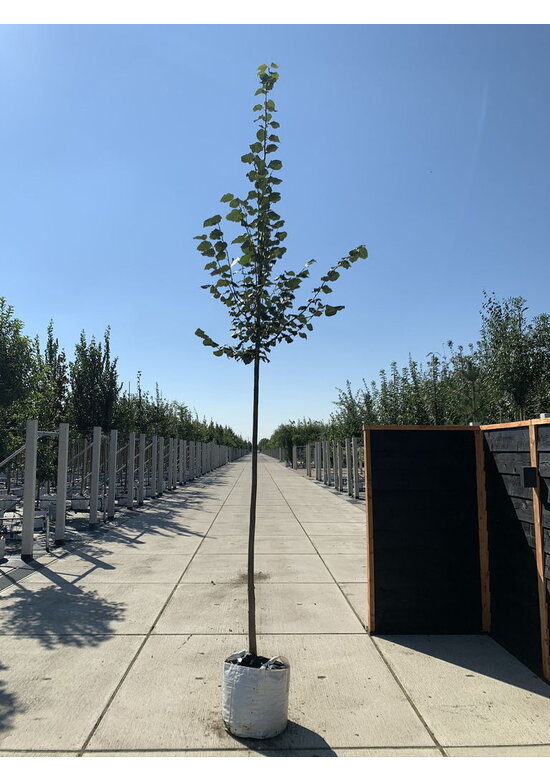 Winterlinde Baum | Tilia cordata