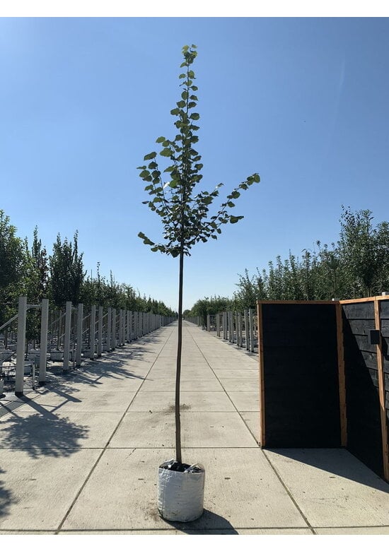 Winterlinde Baum | Tilia cordata