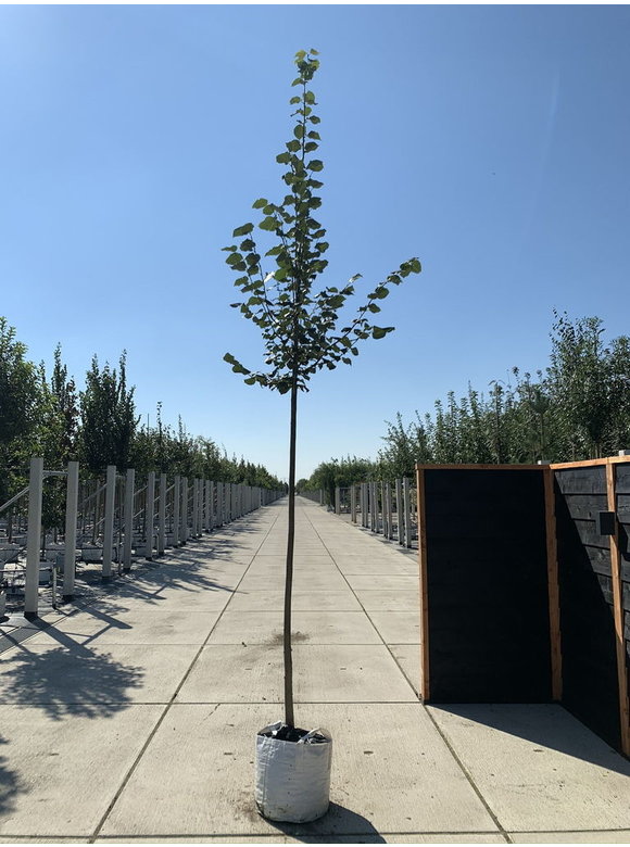 Winterlinde | Tilia cordata Winterlinde | Tilia cordata