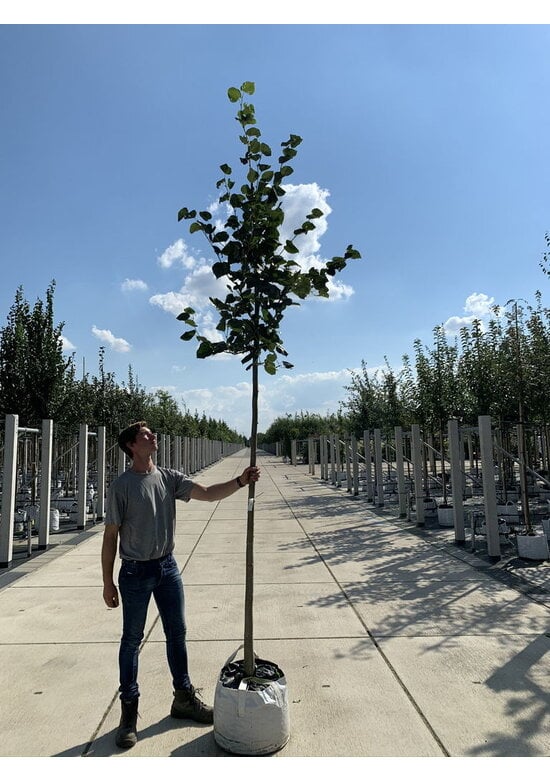 Krimlinde 'Euchlora' | Tilia europaea 'Euchlora'