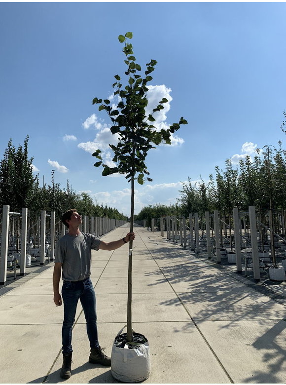 Krim-Linde 'Euchlora' | Tilia europaea 'Euchlora' Krim-Linde 'Euchlora' | Tilia europaea 'Euchlora'