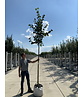 Krimlinde 'Euchlora' | Tilia europaea 'Euchlora'