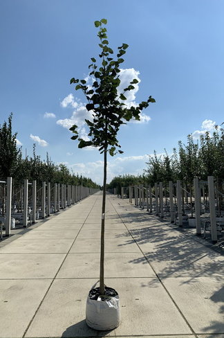 Krim-Linde 'Euchlora' | Tilia europaea 'Euchlora'