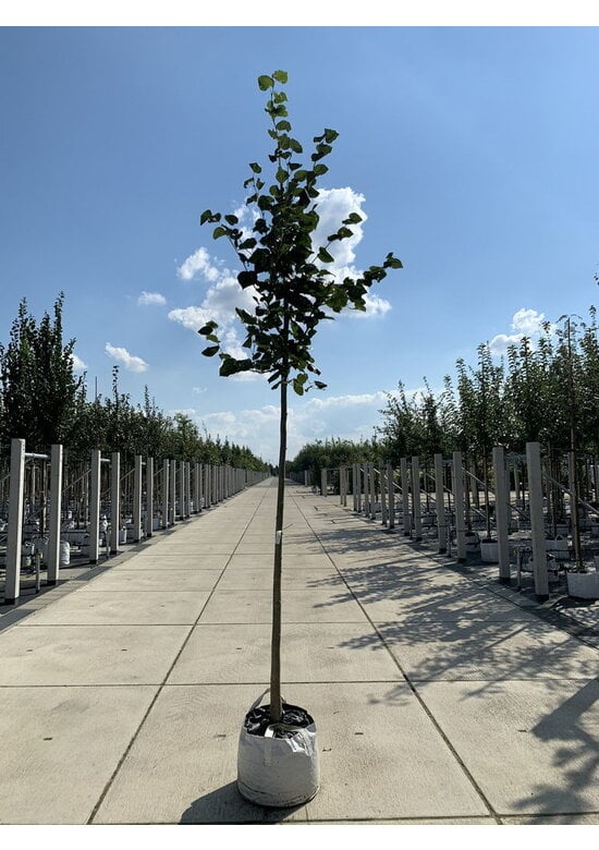 Krimlinde 'Euchlora' | Tilia europaea 'Euchlora'