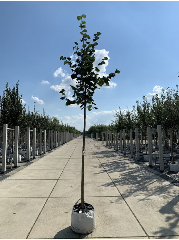 Krim-Linde 'Euchlora' | Tilia europaea 'Euchlora' Krim-Linde 'Euchlora' | Tilia europaea 'Euchlora'