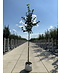 Krimlinde 'Euchlora' | Tilia europaea 'Euchlora'