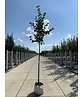 Krimlinde 'Euchlora' | Tilia europaea 'Euchlora'