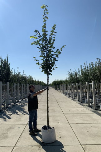 Kaiserlinde 'Pallida' | Tilia europaea 'Pallida'