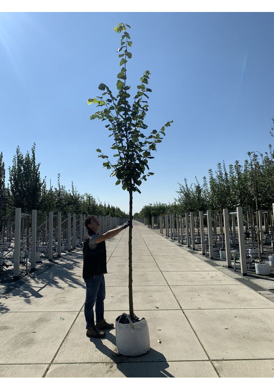 Kaiser-Linde 'Pallida' | Tilia europaea 'Pallida'