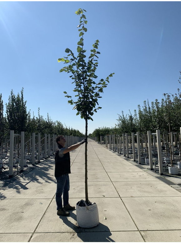 Kaiser-Linde 'Pallida' | Tilia europaea 'Pallida' Kaiser-Linde 'Pallida' | Tilia europaea 'Pallida'
