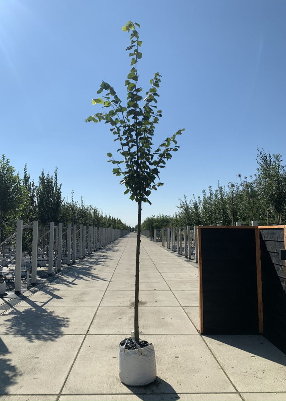 Kaiser Linde Pallida | Tilia europaea 'Pallida' Kaiser Linde Pallida | Tilia europaea 'Pallida'