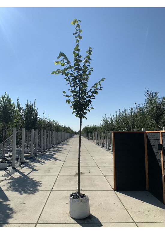 Kaiserlinde 'Pallida' | Tilia europaea 'Pallida'