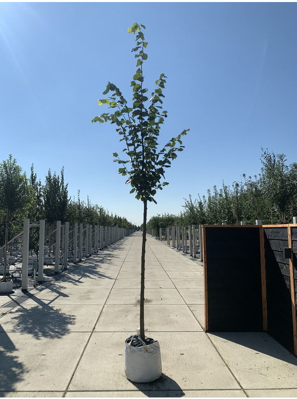 Kaiser-Linde 'Pallida' | Tilia europaea 'Pallida' Kaiser-Linde 'Pallida' | Tilia europaea 'Pallida'
