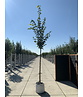 Kaiserlinde 'Pallida' | Tilia europaea 'Pallida'