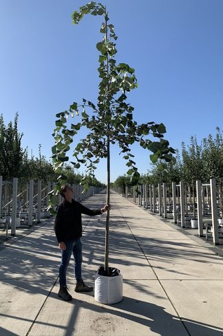 Hängende Silber-Linde | Tilia 'Petiolaris' Hängende Silber-Linde | Tilia 'Petiolaris'