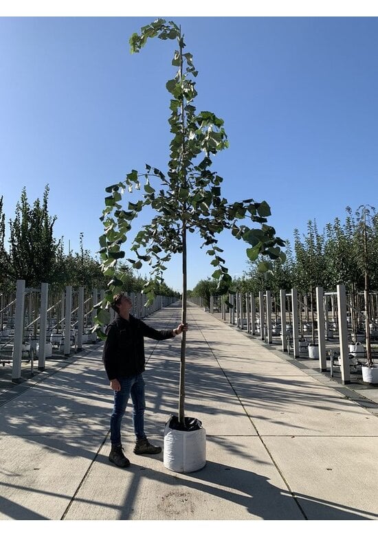 Hängende Silber-Linde | Tilia 'Petiolaris'