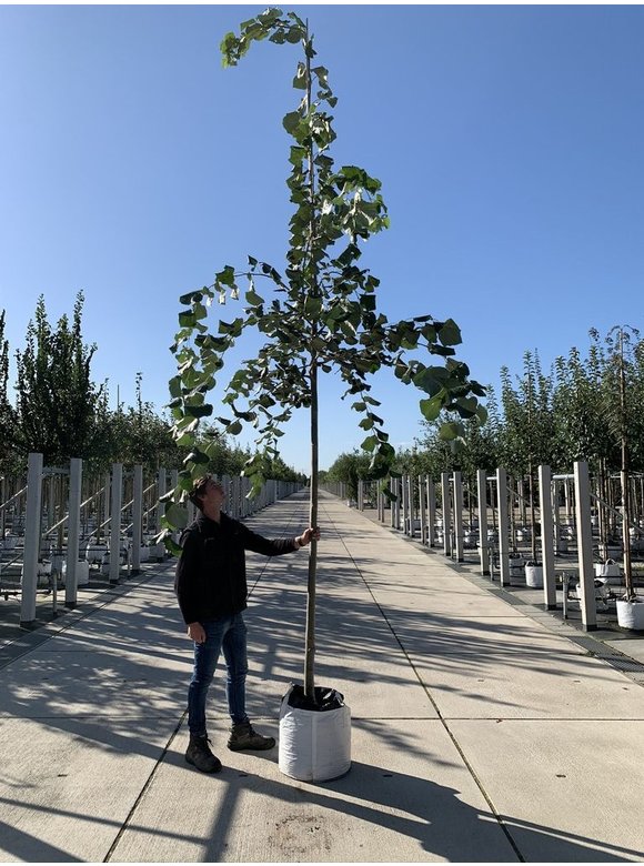 Hängende Silber-Linde | Tilia 'Petiolaris' Hängende Silber-Linde | Tilia 'Petiolaris'