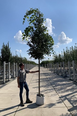 Mongolische-Linde | Tilia mongolica