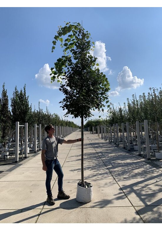 Mongolische-Linde | Tilia mongolica