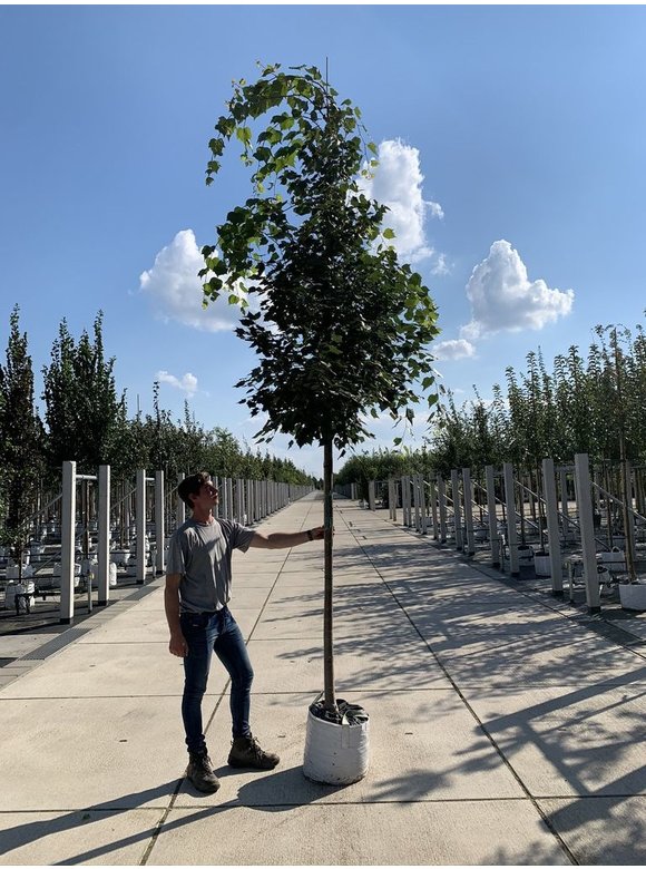 Mongolische-Linde | Tilia mongolica Mongolische-Linde | Tilia mongolica