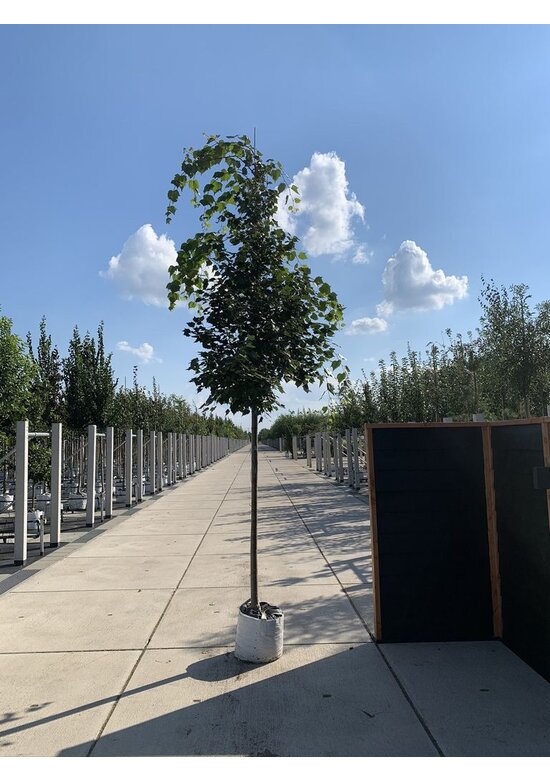 Mongolische-Linde | Tilia mongolica