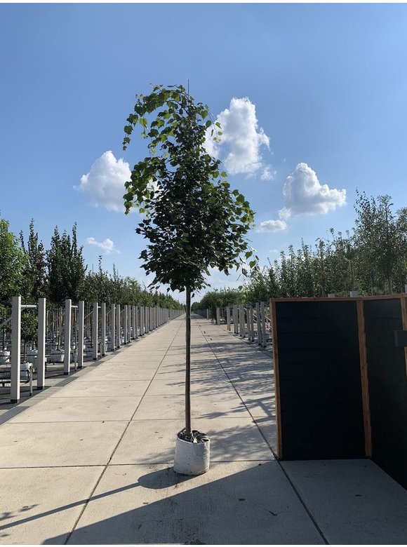 Mongolische-Linde | Tilia mongolica Mongolische-Linde | Tilia mongolica