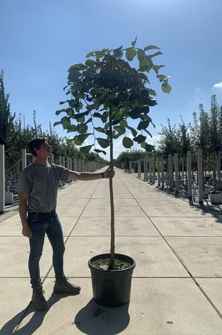 Hängeulme 'Pendula' | Ulmus glabra 'Pendula'