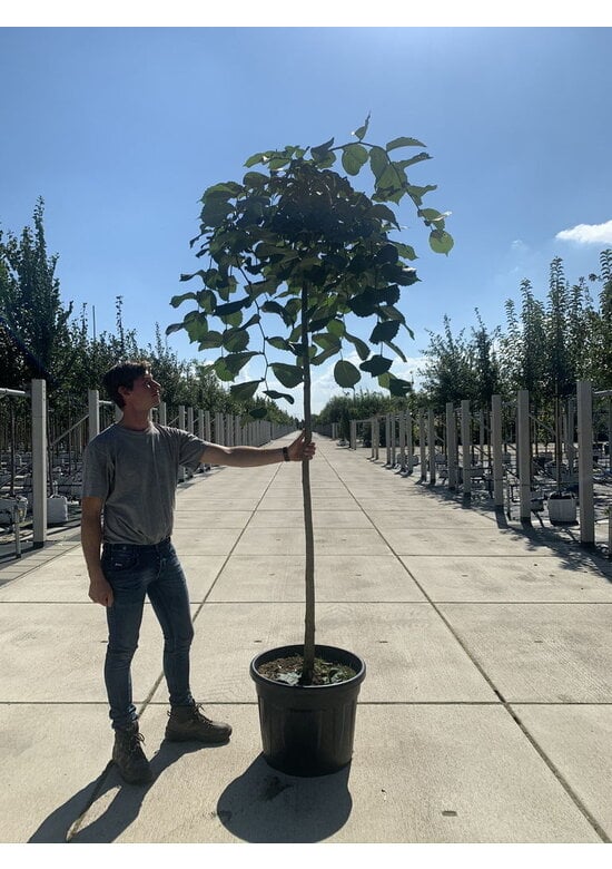 Hängeulme | Ulmus glabra 'Pendula'