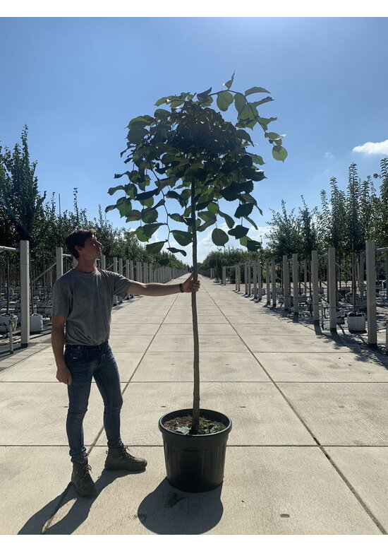 Hängeulme | Ulmus glabra 'Pendula'