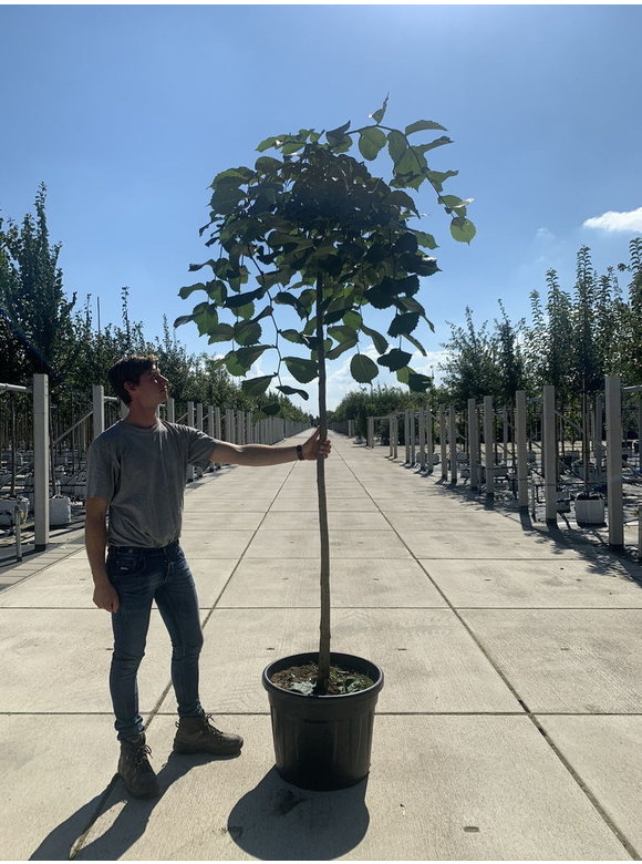 Hängeulme | Ulmus glabra 'Pendula' Hängeulme | Ulmus glabra 'Pendula'