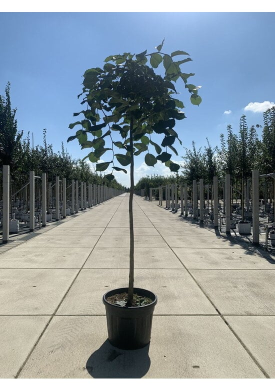 Hängeulme | Ulmus glabra 'Pendula'