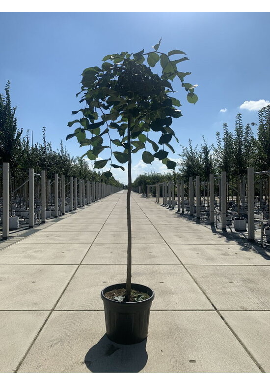 Hängeulme | Ulmus glabra 'Pendula'