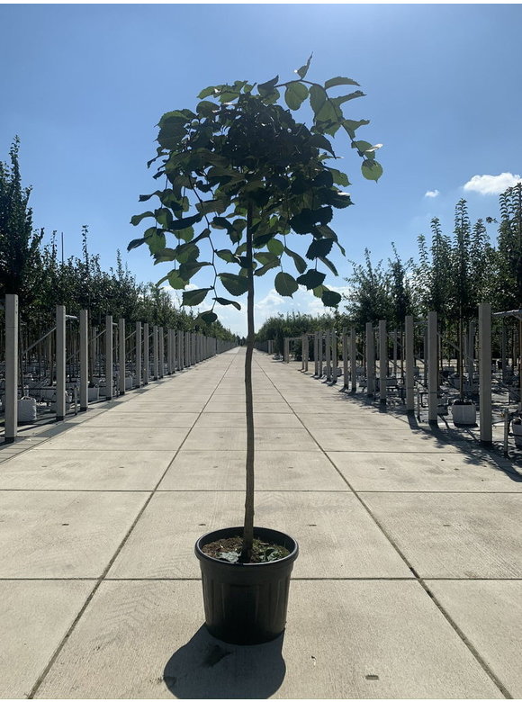 Hängeulme | Ulmus glabra 'Pendula' Hängeulme | Ulmus glabra 'Pendula'