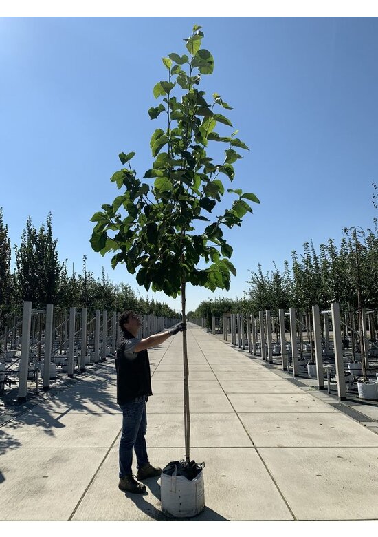 Henrys-Linde | Tilia henryana