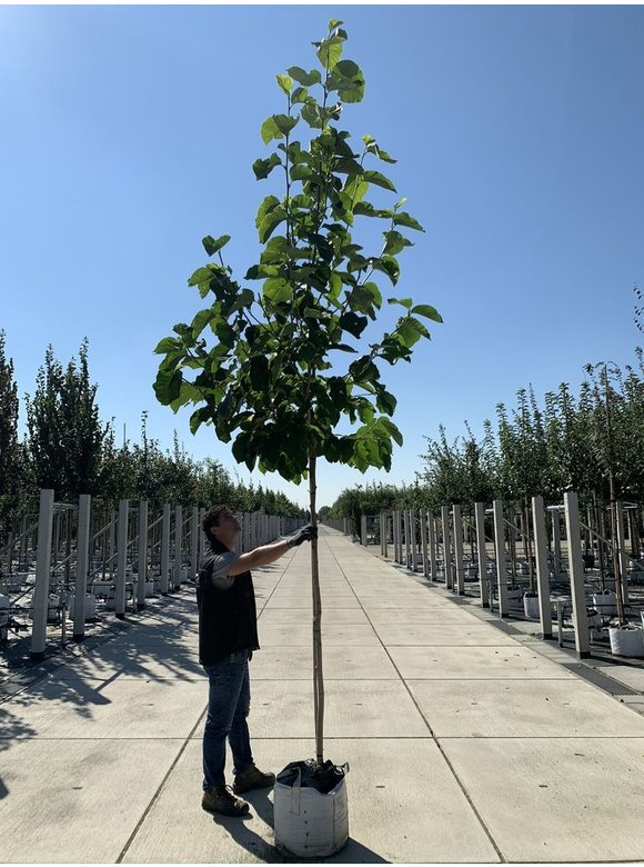 Henrys-Linde | Tilia henryana Henrys-Linde | Tilia henryana