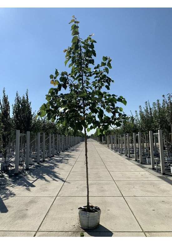 Henrys-Linde | Tilia henryana