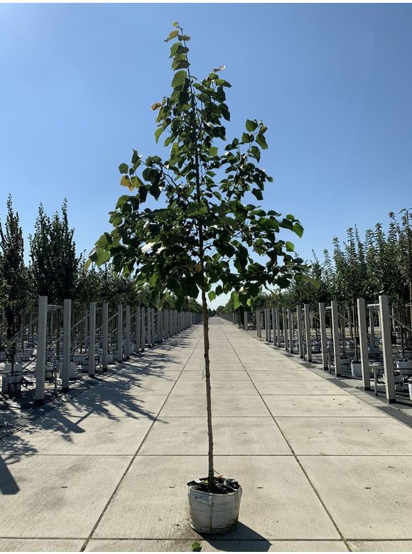 Henrys-Linde | Tilia henryana Henrys-Linde | Tilia henryana