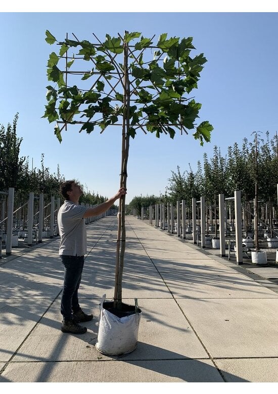 Platane - Spalierbaum | Platanus hispanica - Spalierbaum