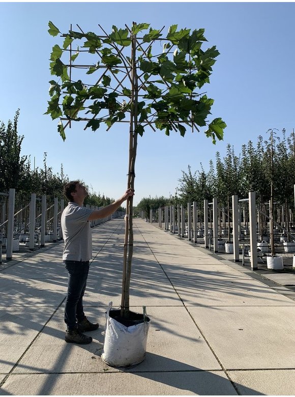 Platane - Spalierbaum | Platanus hispanica - Spalierbaum Platane - Spalierbaum | Platanus hispanica - Spalierbaum