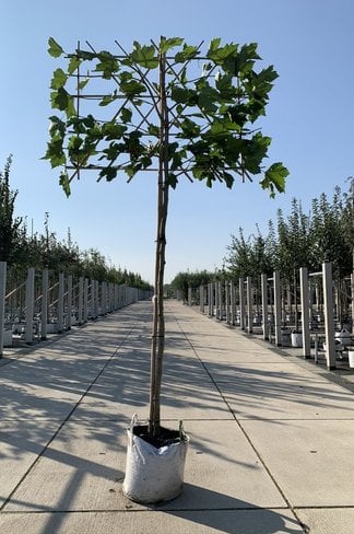 Platane - Spalierbaum | Platanus hispanica - Spalierbaum