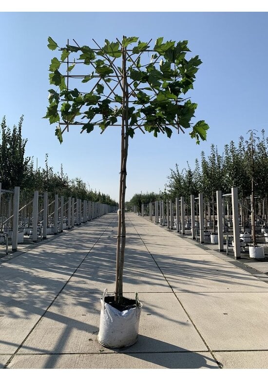 Platane - Spalierbaum | Platanus hispanica - Spalierbaum