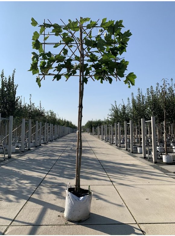 Platane - Spalierbaum | Platanus hispanica - Spalierbaum Platane - Spalierbaum | Platanus hispanica - Spalierbaum