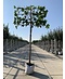 Venovi GmbH Platane - Spalierbaum | Platanus hispanica - Spalierbaum